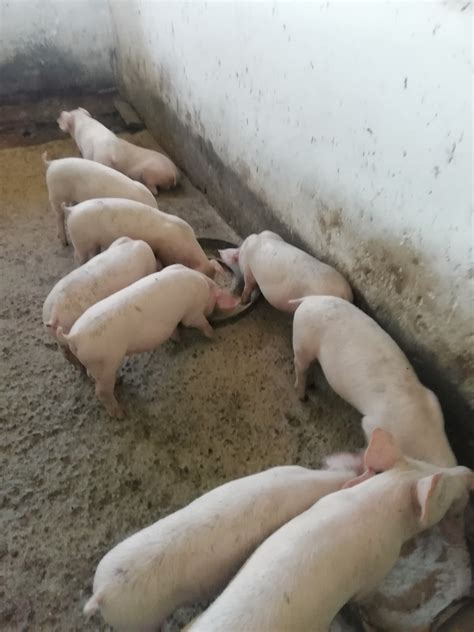weaner piglets for sale